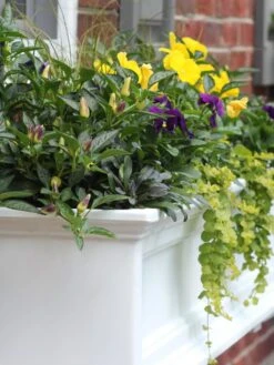 Fairfield Self-Watering Window Box, 4’ -Flowerpot Discount Store 39345 102V tif
