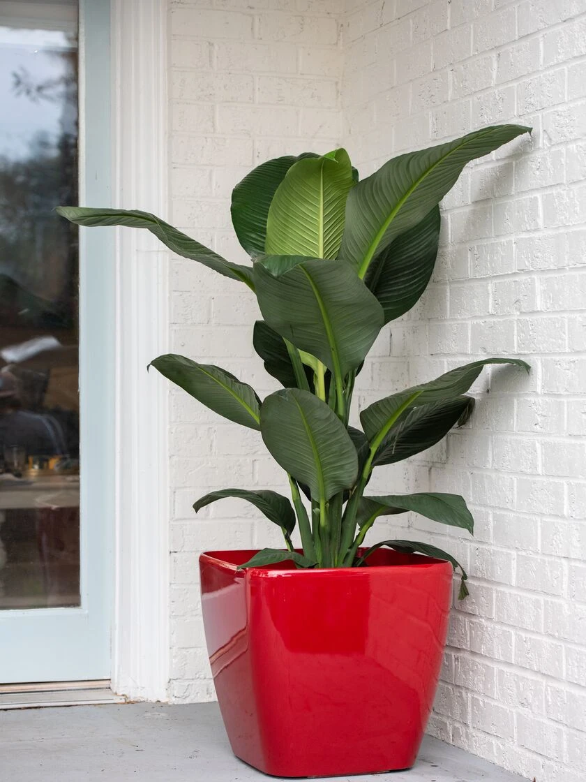 Viva Square Self-Watering Rolling Planter, 20" Diameter, Set Of 2 6 Viva Square Self-Watering Rolling Planter, 20" Diameter, Set Of 2 - Image 4