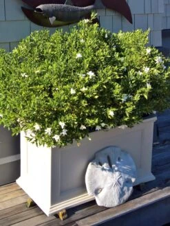 Fairfield Self-Watering Patio Planters, 20” X 36” -Flowerpot Discount Store 8588417 208V tif