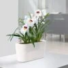 Lechuza® Delta Self-Watering Windowsill Planters -Flowerpot Discount Store 8590298 03V tif