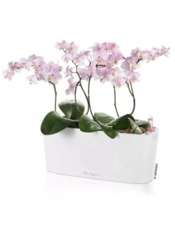 Lechuza® Delta Self-Watering Windowsill Planters -Flowerpot Discount Store 8592361 02V tif