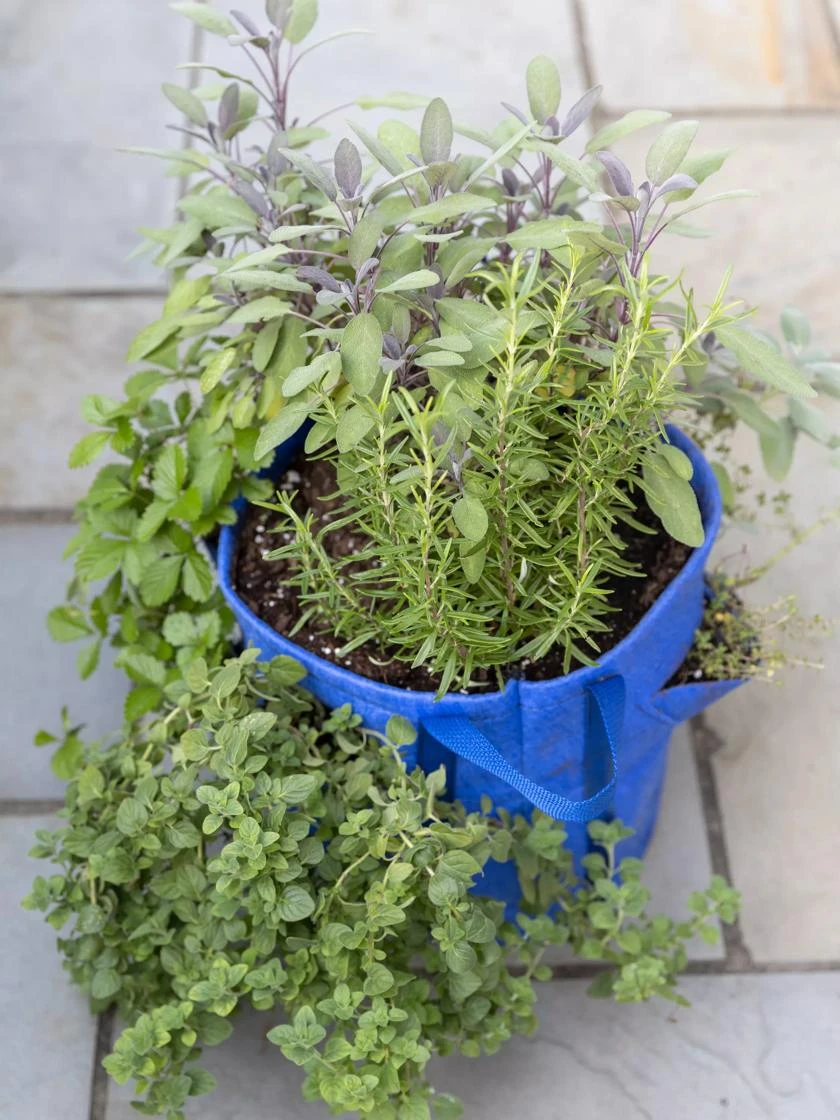 Gardener’s Best® Strawberry And Herb Grow Bag 4 Gardener’s Best® Strawberry And Herb Grow Bag - Image 2