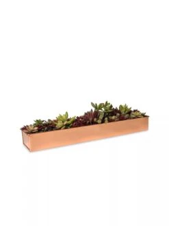 Rectangular Copper Plant Tray, 18"x4" 8 Rectangular Copper Plant Tray, 18"x4" -Flowerpot Discount Store 8593532 2892 tif