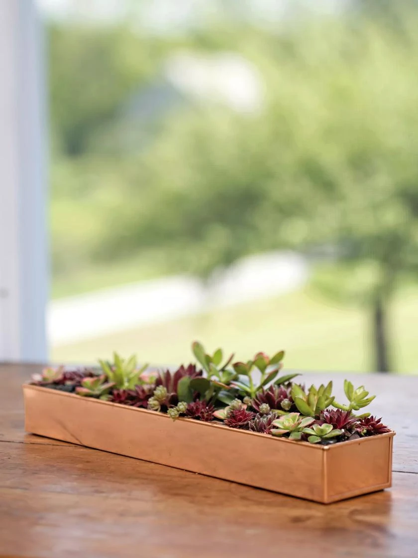 Rectangular Copper Plant Tray, 18"x4" 3 Rectangular Copper Plant Tray, 18"x4"