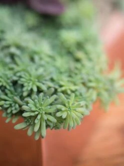 Tall Rectangular Copper Plant Tray, 18" X 5" X 4" -Flowerpot Discount Store 8593534 4601 tif