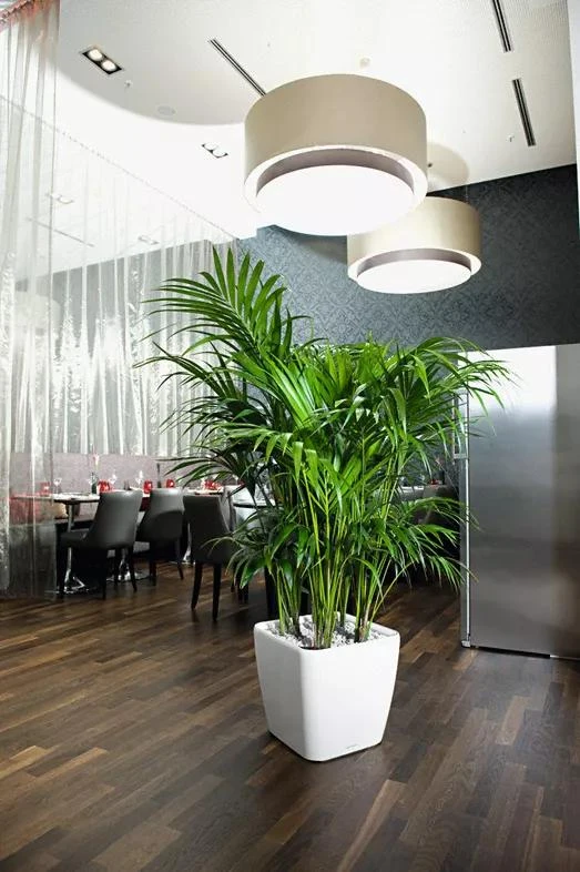 Lechuza® Quadro LS Premium Self-Watering Square Planters 4 Lechuza® Quadro LS Premium Self-Watering Square Planters - Image 2