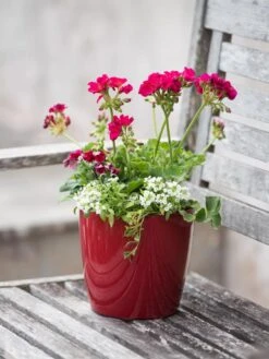 Viva Round Self-Watering Planter, 7" Diameter -Flowerpot Discount Store 8595222 1137 tif