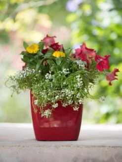 Viva Square Self-Watering Planter, 7" Diameter -Flowerpot Discount Store 8595223 1111 tif