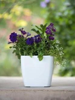 Viva Square Self-Watering Planter, 7" Diameter -Flowerpot Discount Store 8595223 1118 tif