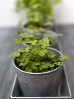 Galvanized Herb Planters With Rectangular Tray 8 Galvanized Herb Planters With Rectangular Tray -Flowerpot Discount Store 8595903 advice 1777 tif