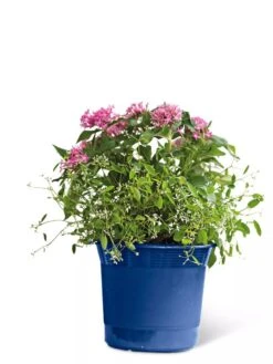 Eezy Gro Self-Watering Planters -Flowerpot Discount Store 8596425 103 tif