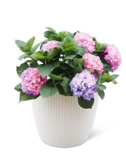 Weave Self-Watering Round Planter, 17" White -Flowerpot Discount Store 8598372 3002 tif