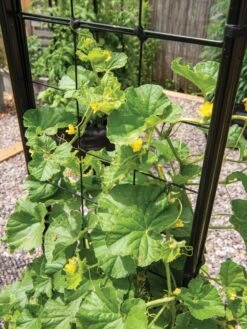 Gardener’s Victory Self-Watering Planter With Vine Trellis -Flowerpot Discount Store 8600176 6853