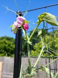 Gardener’s Victory Self-Watering Planter With Vine Trellis -Flowerpot Discount Store 8600177 6588 tif