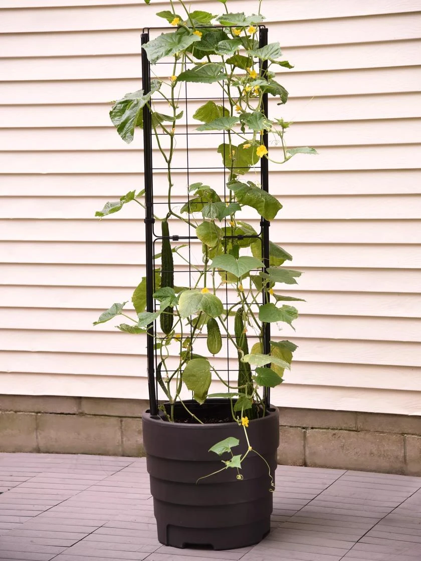 Gardener’s Victory Self-Watering Planter Garden With Vine Trellis 5 Gardener’s Victory Self-Watering Planter Garden With Vine Trellis - Image 3