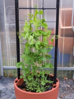 Gardener’s Victory Self-Watering Planter With Vine Trellis -Flowerpot Discount Store 8600178 5000 tif