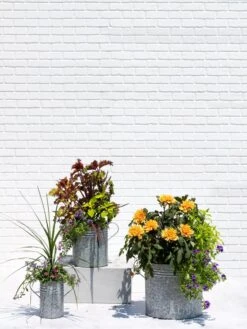 Metal Bucket Planters 11 Metal Bucket Planters -Flowerpot Discount Store 8609085 0852 tif