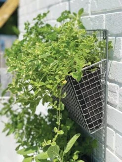 Wire Wall Pockets Vertical Gardens -Flowerpot Discount Store 8609429 9500 tif
