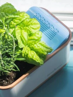 Dewplanter -Flowerpot Discount Store 8609512 04V