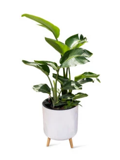 Ava Self-Watering Round Planter -Flowerpot Discount Store 8612692 0002