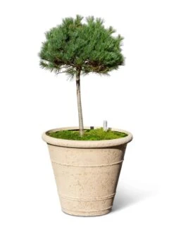 Self-Watering LavaStone® Anson Pot -Flowerpot Discount Store 8613256 0138