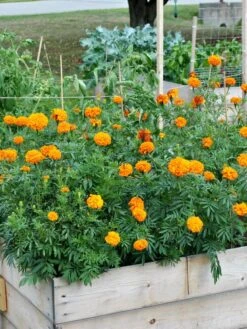 SeedSheets Organic Vegetable Garden, Easy Breezy Caprese, 4' X 8' -Flowerpot Discount Store 8613295 04V