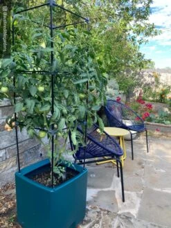 Oasis Self-Watering Tomato Planter With Trellis 18 Oasis Self-Watering Tomato Planter With Trellis -Flowerpot Discount Store 8613440 01IN