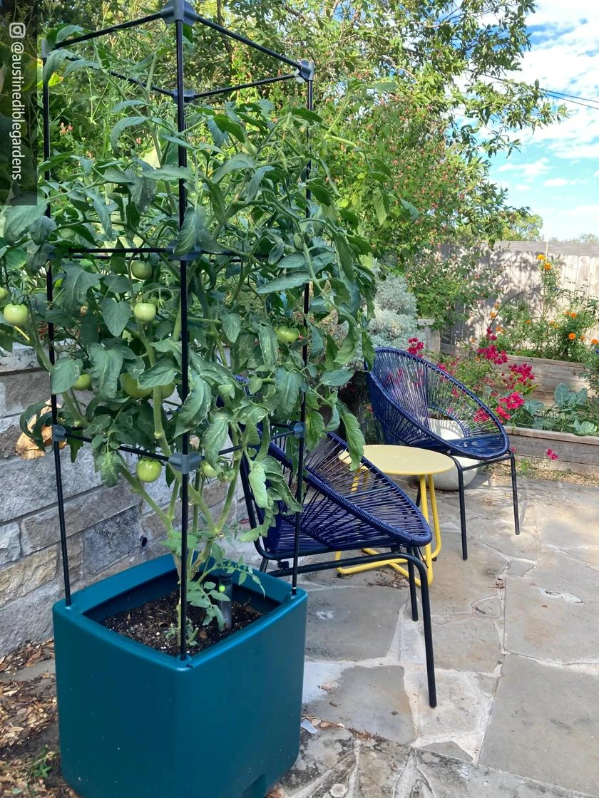 Oasis Self-Watering Tomato Planter With Trellis 9 Oasis Self-Watering Tomato Planter With Trellis - Image 7