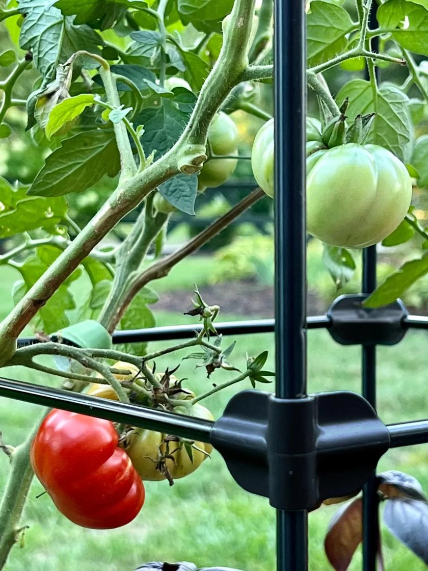 Oasis Self-Watering Tomato Planter With Trellis 8 Oasis Self-Watering Tomato Planter With Trellis - Image 6