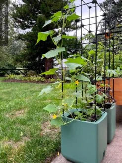 Oasis Self-Watering Tomato Planter With Trellis 19 Oasis Self-Watering Tomato Planter With Trellis -Flowerpot Discount Store 8613440 02TEST