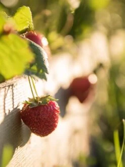 3-Tier Strawberry Bed 9 3-Tier Strawberry Bed -Flowerpot Discount Store Strawberry3 3167 tif